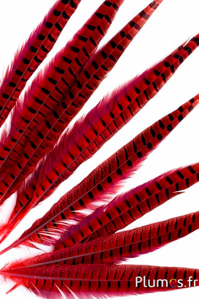 Faisan de Colchide - 35-45 cm - rouge